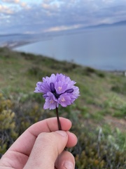 Dipterostemon capitatus