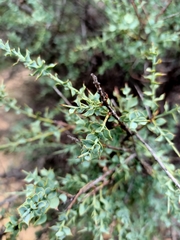 Daviesia arenaria
