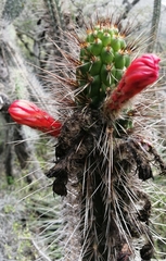 Borzicactus sepium