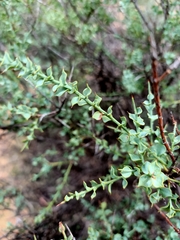 Daviesia arenaria