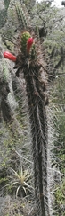 Borzicactus sepium