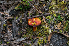 Amanita xanthocephala