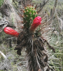 Borzicactus sepium