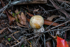 Austroboletus niveus