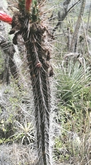 Borzicactus sepium
