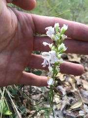 Dicerandra odoratissima