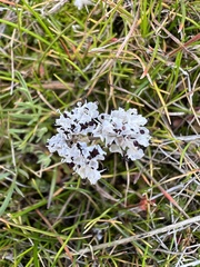 Lomatium gormanii