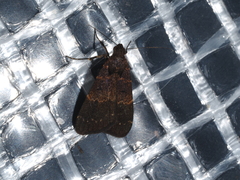 Hydrillodes funestalis