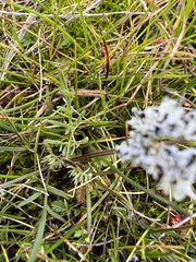 Lomatium gormanii