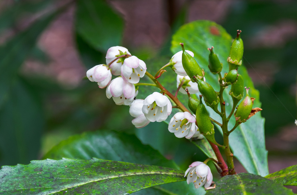 Tasmanian laurel