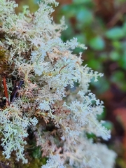 Sphaerophorus tuckermanii