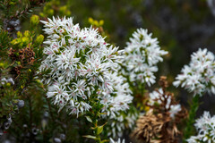 Sprengelia propinqua