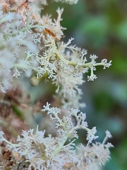 Sphaerophorus tuckermanii