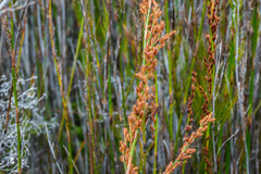 Baloskion tetraphyllum