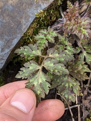 Phacelia bipinnatifida