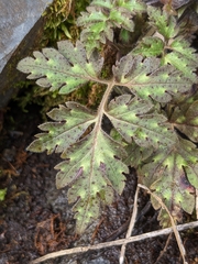 Phacelia bipinnatifida