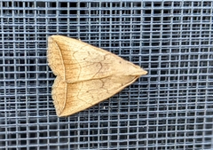 Simplicia armatalis