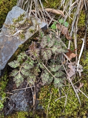 Phacelia bipinnatifida