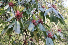 Daphniphyllum macropodum