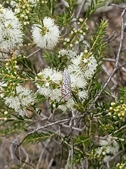 Utetheisa pulchelloides