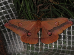 Opodiphthera loranthi