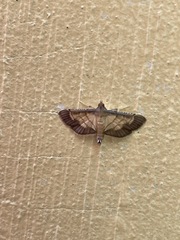 Cnaphalocrocis trebiusalis