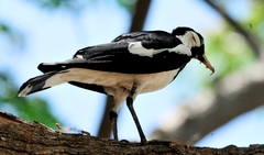 Grallina cyanoleuca