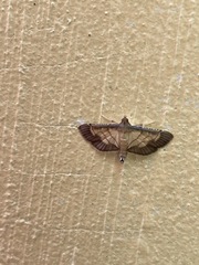 Cnaphalocrocis trebiusalis