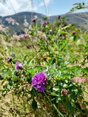 Centratherum punctatum