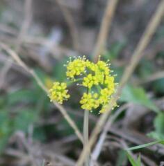 Tauschia texana