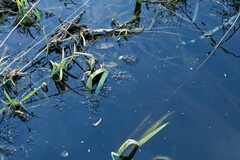 Lithobates sylvaticus