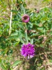 Centratherum punctatum