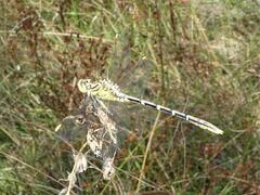 Austrogomphus guerini