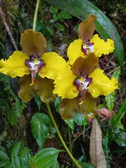 Cyrtochilum macranthum
