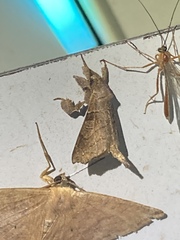 Olceclostera irrorata