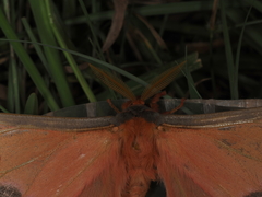 Opodiphthera loranthi