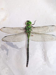 Coryphaeschna viriditas