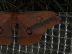 Opodiphthera loranthi