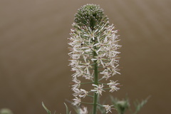 Thelypodium texanum