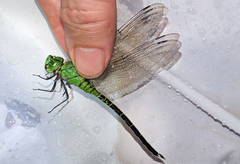 Coryphaeschna viriditas