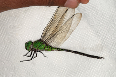 Coryphaeschna viriditas