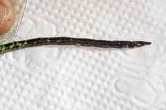 Coryphaeschna viriditas