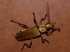 Chauliognathus cinguliventris