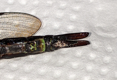 Coryphaeschna viriditas