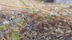Spialia galba