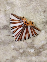 Pityeja histrionaria