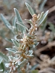 Atriplex leptocarpa