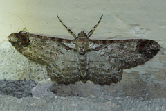 Iridopsis appetens