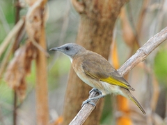 Conopophila albogularis