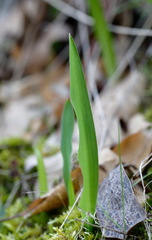 Chlorogalum pomeridianum